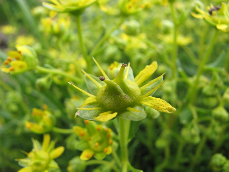 Sentieri ferrati, sentieri fioriti: i fiori dell''Albiolo